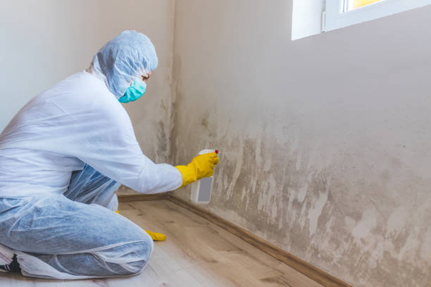 Mold Remediation specialist working in Reva